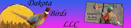 Dakota Birds, pheasant hunting